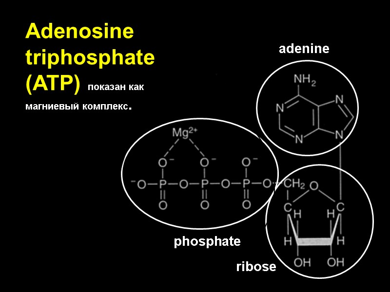 Adenosine triphosphate (ATP) показан как магниевый комплекс.       